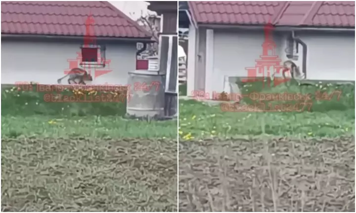 Un animal ciudat, cu picioare lungi, a fost filmat într-un sat din Ucraina. Localnicii glumesc că ar putea fi „chupacabra”